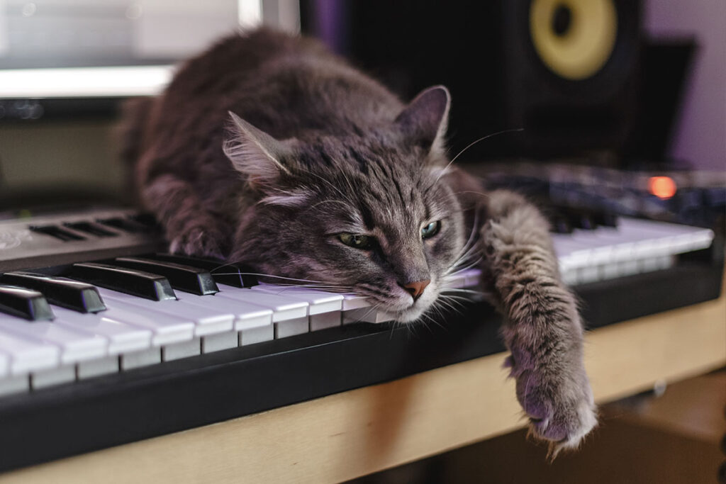 Photo of a cat laying on piano keys.